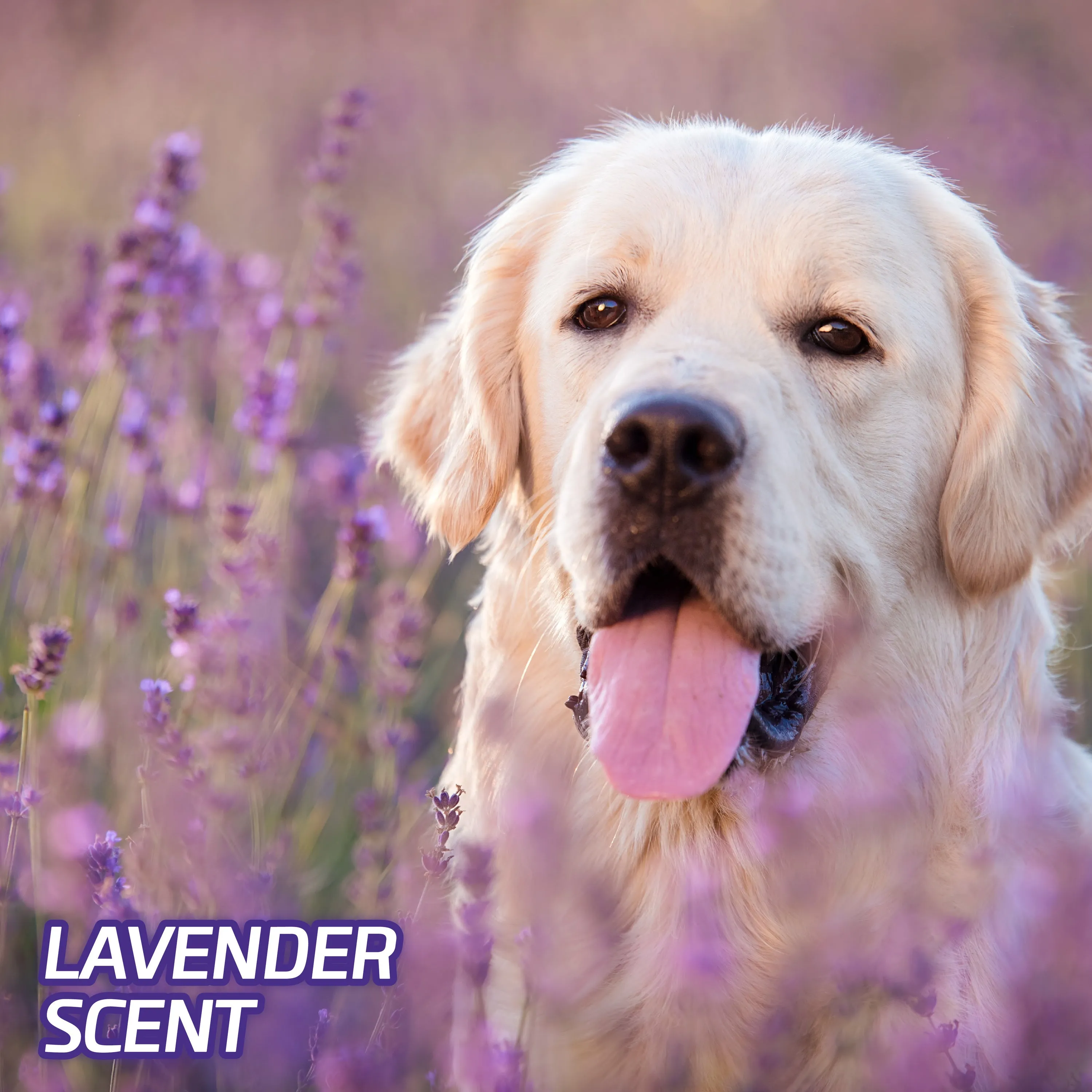 Hartz Home Protection Lavender Scent Odor-Eliminating Dog Pads, Regular Size, 21 in x 21 in, 50ct