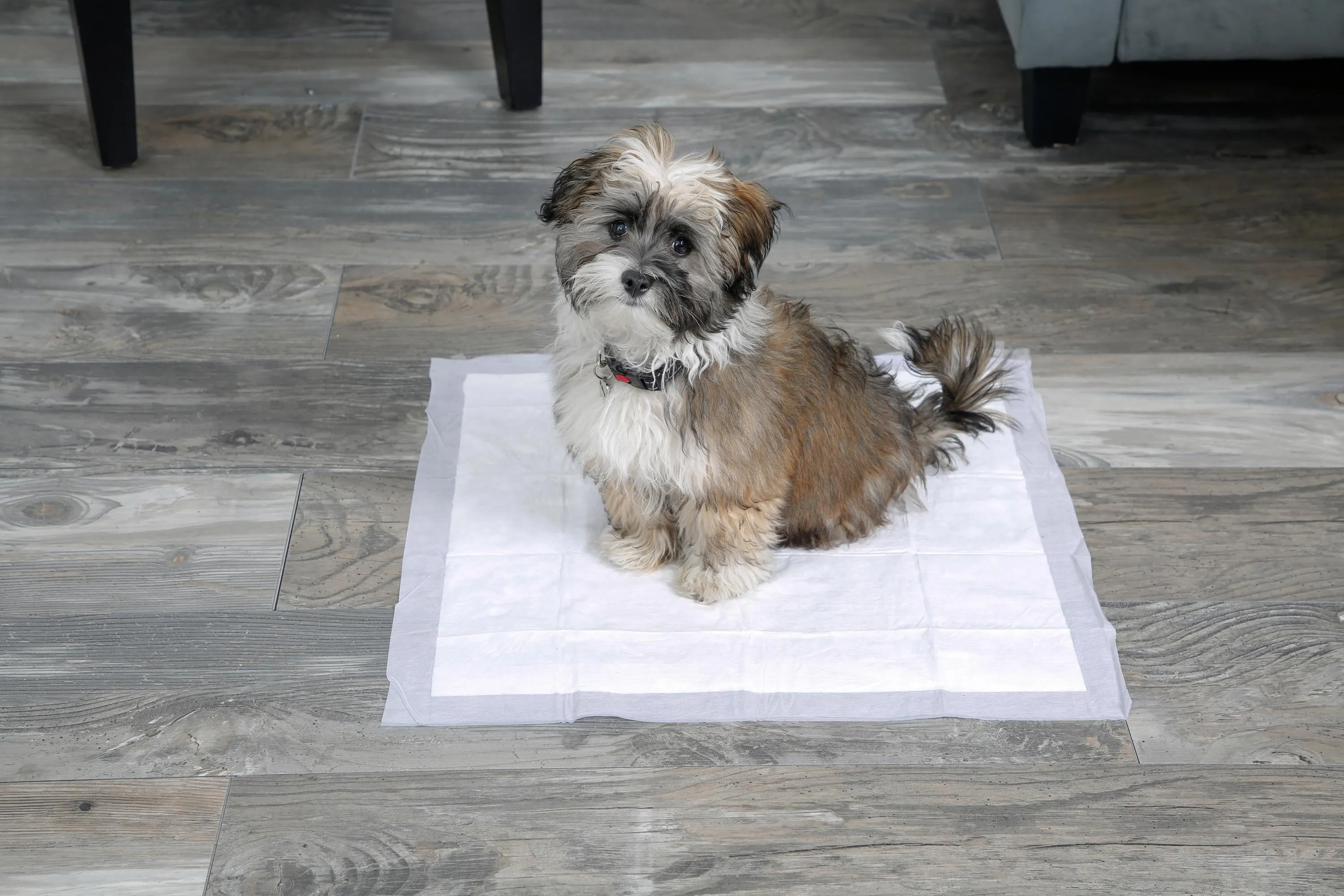 Hartz Home Protection Lavender Scent Odor-Eliminating Dog Pads, Regular Size, 21 in x 21 in, 50ct