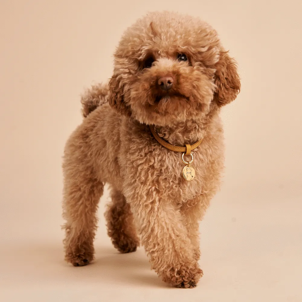 Letter R Pet Charm