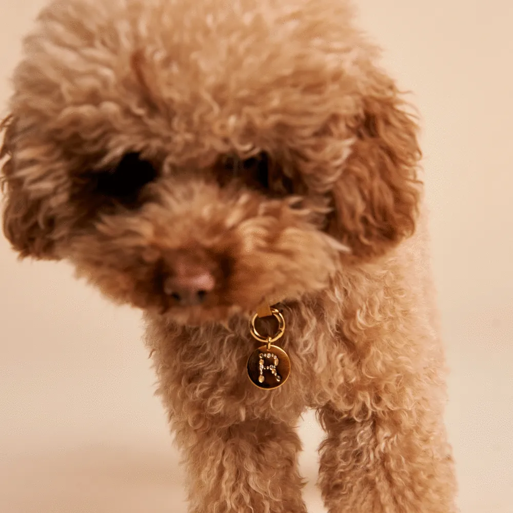Letter R Pet Charm