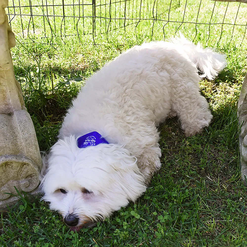 Medium Cooling Dog Collar