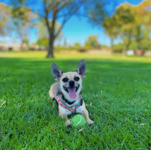 Teacup Harness | Strawberry Fields
