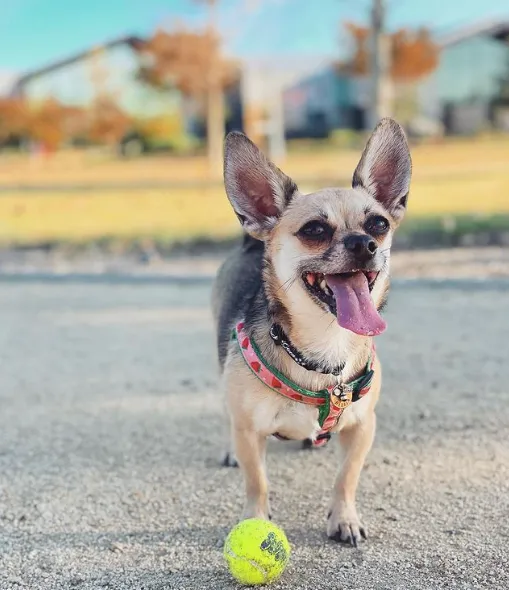 Teacup Harness | Strawberry Fields