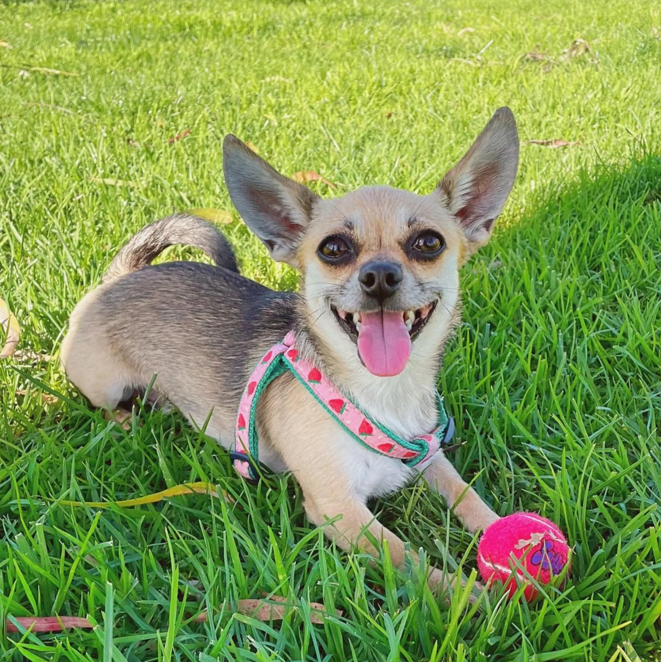 Teacup Harness | Strawberry Fields