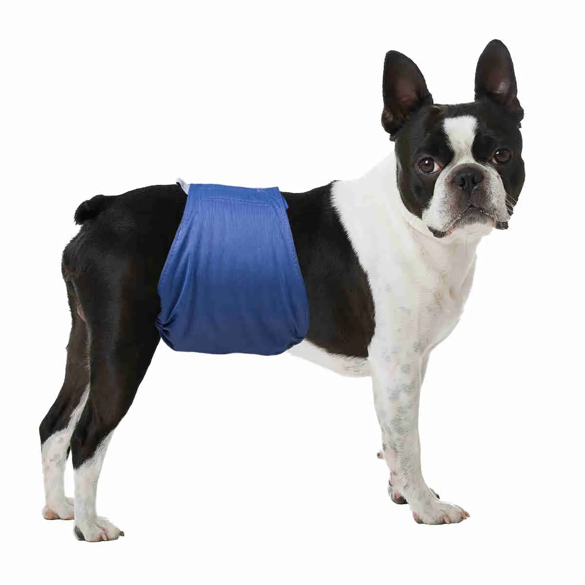 Washable Male Dog Diapers, Reusable Doggy Diapers, 3 Pack (Pure)